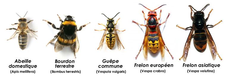 Insectes 1